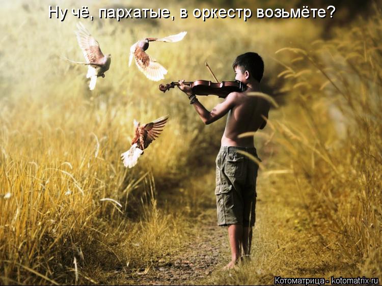 Котоматрица: Ну чё, пархатые, в оркестр возьмёте?
