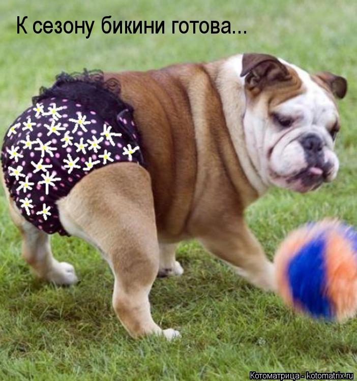 Котоматрица: К сезону бикини готова...