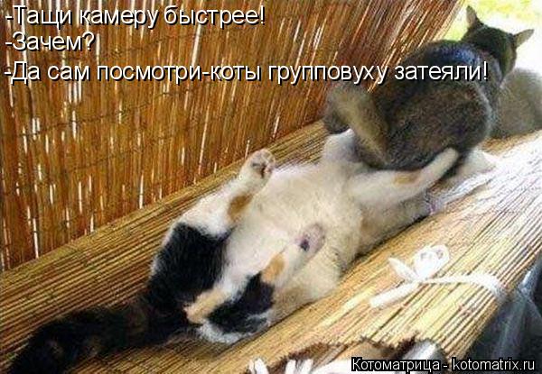 -Тащи камеру быстрее! -Зачем? -Да сам посмотри-коты групповуху затеяли!... Котоматрица: -Тащи камеру быстрее! -Зачем? -Да сам посмотри-коты групповуху затеяли!