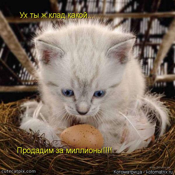 Ух ты ж клад какой... Продадим за миллионы!!!!... Котоматрица: Ух ты ж клад какой... Продадим за миллионы!!!!
