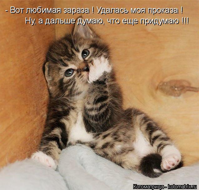 Котоматрица: - Вот любимая зараза ! Удалась моя проказа ! Ну, а дальше думаю, что еще придумаю !!!