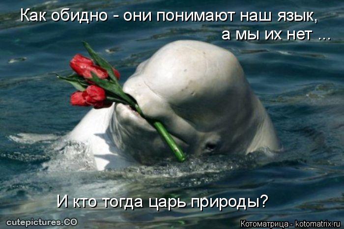 Как обидно - они понимают наш язык, а мы их нет ... И кто тогда царь природы?... Котоматрица: Как обидно - они понимают наш язык, а мы их нет ... И кто тогда царь природы?