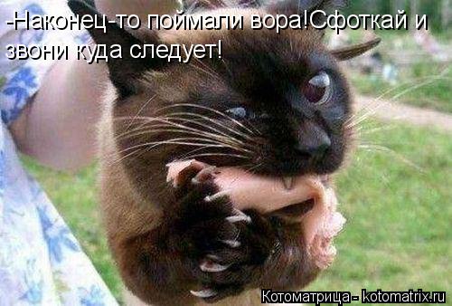 -Наконец-то поймали вора!Сфоткай и звони куда следует!... Котоматрица: -Наконец-то поймали вора!Сфоткай и звони куда следует!