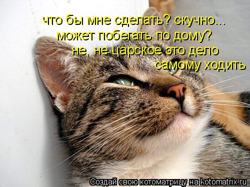 что бы мне сделать? скучно... может побегать по дому? не, не царское это дело самому ходить... Котоматрица: что бы мне сделать? скучно... может побегать по дому? не, не царское это дело самому ходить
