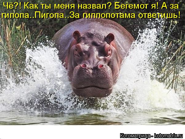 Чё?! Как ты меня назвал? Бегемот я! А за гипопа..Пигопа..За гиппопотама ответишь!... Котоматрица: Чё?! Как ты меня назвал? Бегемот я! А за гипопа..Пигопа..За гиппопотама ответишь!