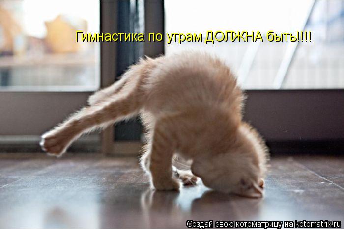 Гимнастика по утрам ДОЛЖНА быть!!!!... Котоматрица: Гимнастика по утрам ДОЛЖНА быть!!!!