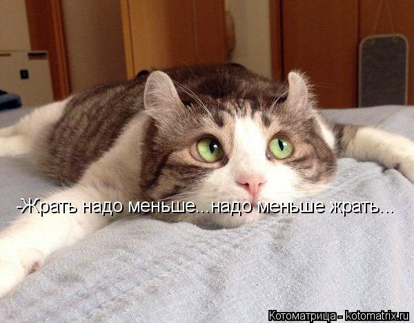 -Жрать надо меньше...надо меньше жрать...... Котоматрица: -Жрать надо меньше...надо меньше жрать...