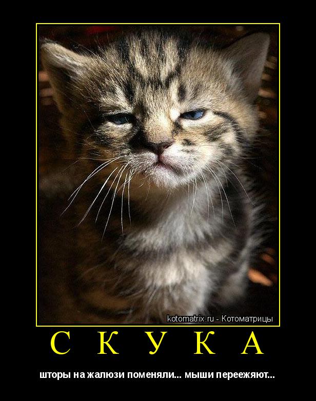 Котоматрица: С К У К А шторы на жалюзи поменяли... мыши переежяют...
