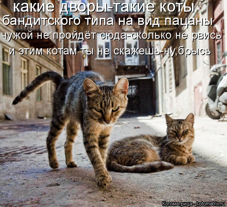 какие дворы-такие коты бандитского типа на вид пацаны чужой не пройдёт сюда-сколько не рвись и этим к... Котоматрица: какие дворы-такие коты бандитского типа на вид пацаны чужой не пройдёт сюда-сколько не рвись и этим котам ты не скажешь-ну,брысь
