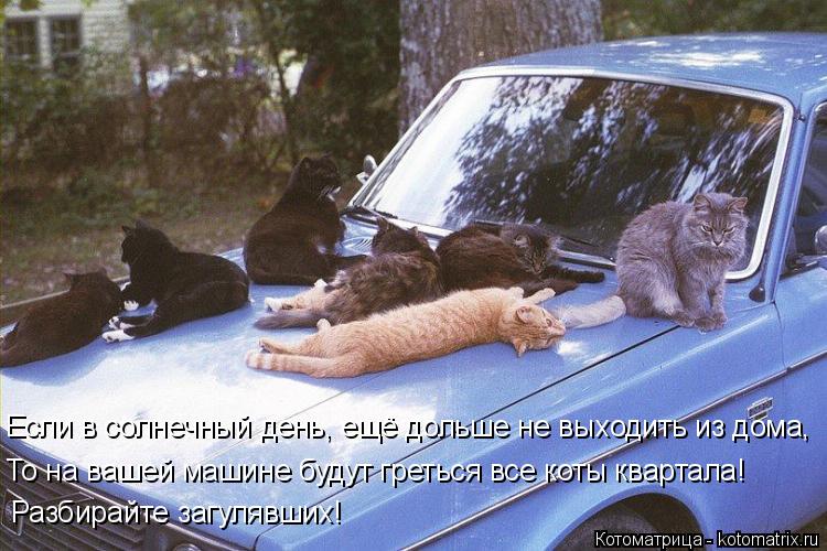 Если в солнечный день, ещё дольше не выходить из дома, То на вашей машине будут греться все коты квар... Котоматрица: Если в солнечный день, ещё дольше не выходить из дома, То на вашей машине будут греться все коты квартала! Разбирайте загулявших!
