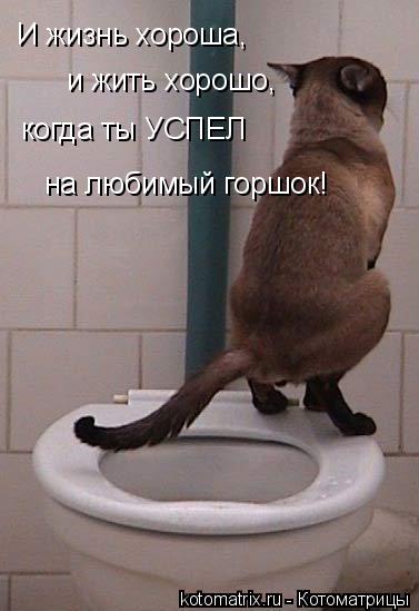 И жизнь хороша, и жить хорошо, когда ты УСПЕЛ на любимый горшок!... Котоматрица: И жизнь хороша, и жить хорошо, когда ты УСПЕЛ на любимый горшок!