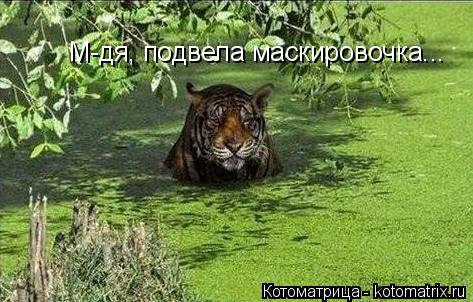 М-дя, подвела маскировочка...... Котоматрица: М-дя, подвела маскировочка...