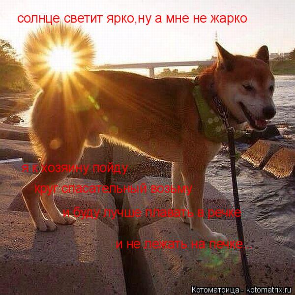 я к хозяину пойду круг спасательный возьму и буду лучше плавать в речке солнце светит ярко,ну а мне н... Котоматрица: я к хозяину пойду круг спасательный возьму и буду лучше плавать в речке солнце светит ярко,ну а мне не жарко и не лежать на печке...