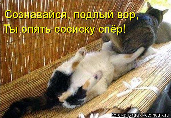 Сознавайся, подлый вор, Ты опять сосиску спёр!... Котоматрица: Сознавайся, подлый вор, Ты опять сосиску спёр!