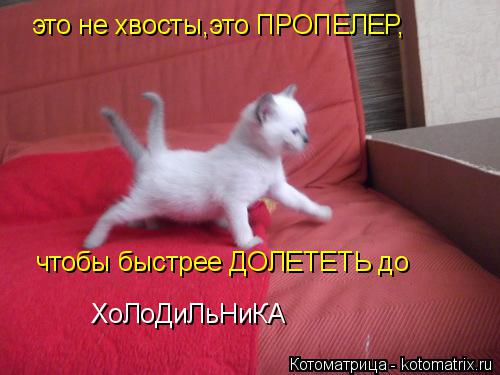 это не хвосты,это ПРОПЕЛЕР, чтобы быстрее ДОЛЕТЕТЬ до ХоЛоДиЛьНиКА... Котоматрица: это не хвосты,это ПРОПЕЛЕР, чтобы быстрее ДОЛЕТЕТЬ до ХоЛоДиЛьНиКА