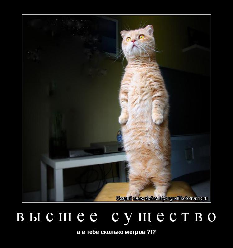высшее существо а в тебе сколько метров ?!?... Котоматрица: высшее существо а в тебе сколько метров ?!?