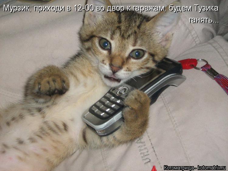 Котоматрица: Мурзик, приходи в 12-00 во двор к гаражам, будем Тузика ганять...