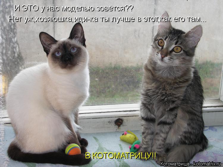 Котоматрица: И ЭТО у нас моделью зовётся?? Нет уж,хозяюшка,иди-ка ты лучше в этот,как его там... В КОТОМАТРИЦУ!!