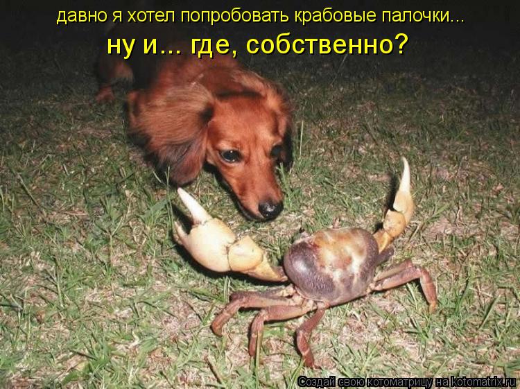 давно я хотел попробовать крабовые палочки... ну и... где, собственно?... Котоматрица: давно я хотел попробовать крабовые палочки... ну и... где, собственно?