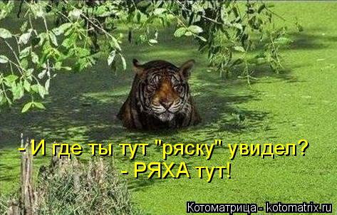 Котоматрица: - И где ты тут "ряску" увидел? - РЯХА тут!