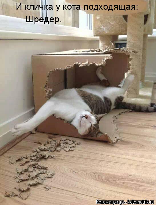 Котоматрица: И кличка у кота подходящая: Шредер.