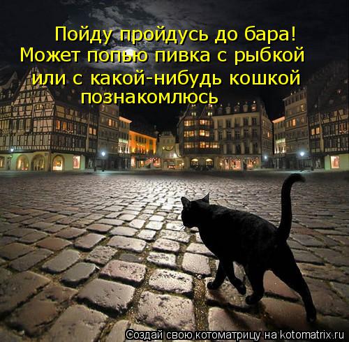 Котоматрица: Может попью пивка с рыбкой  или с какой-нибудь кошкой  познакомлюсь Пойду пройдусь до бара!