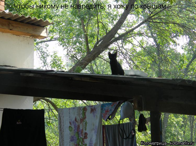 Чтобы никому не навредить, я хожу по крышам...... Котоматрица: Чтобы никому не навредить, я хожу по крышам...