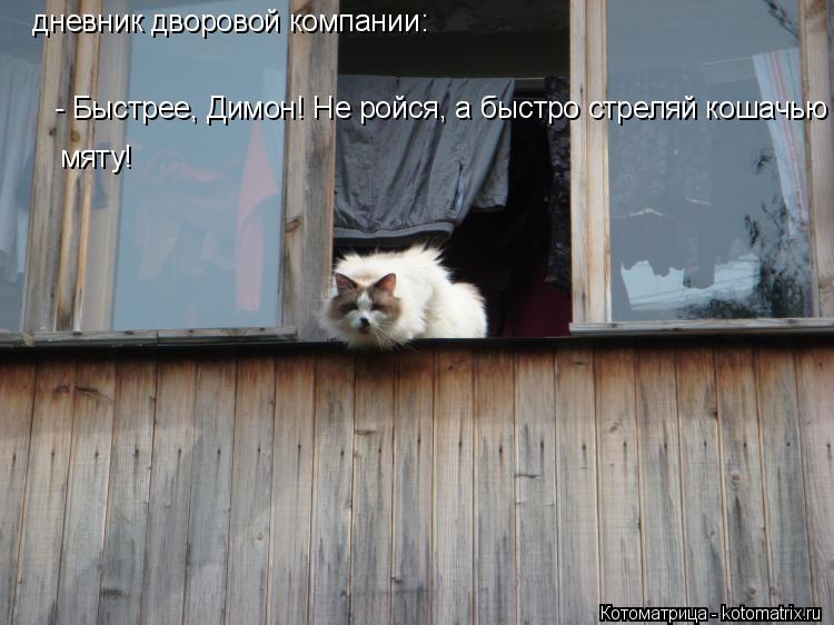 Котоматрица: дневник дворовой компании: - Быстрее, Димон! Не ройся, а быстро стреляй кошачью мяту! мяту!