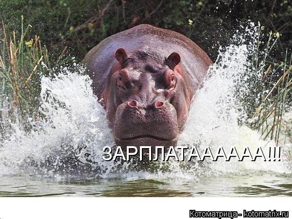 Котоматрица: ЗАРПЛАТАААААА!!!