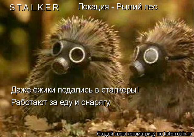 S.T.A.L.K.E.R. Локация - Рыжий лес. Даже ёжики подались в сталкеры! Работают за еду и снарягу.... Котоматрица: S.T.A.L.K.E.R. Локация - Рыжий лес. Даже ёжики подались в сталкеры! Работают за еду и снарягу.