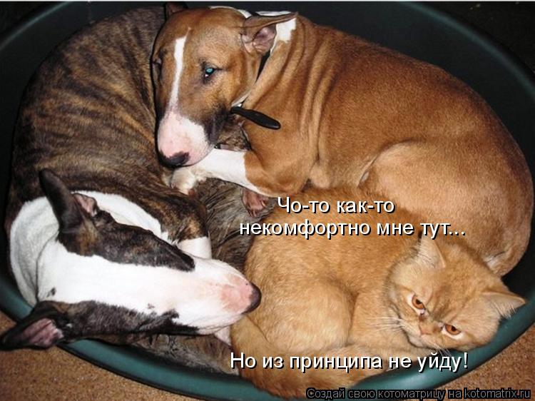 Котоматрица: Чо-то как-то  некомфортно мне тут... Но из принципа не уйду!