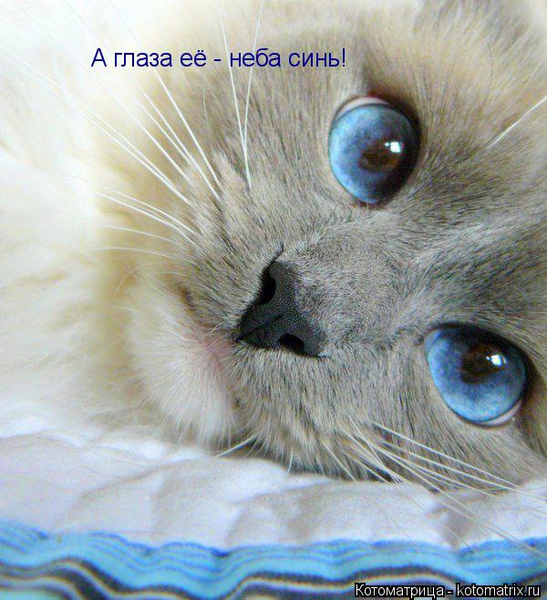 А глаза её - неба синь!... Котоматрица: А глаза её - неба синь!