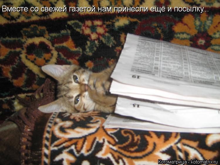 Котоматрица: Вместе со свежей газетой нам принесли ещё и посылку...