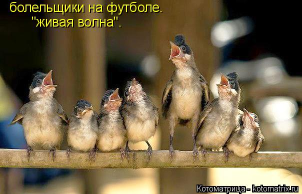 болельщики на футболе. "живая волна".... Котоматрица: болельщики на футболе. "живая волна".