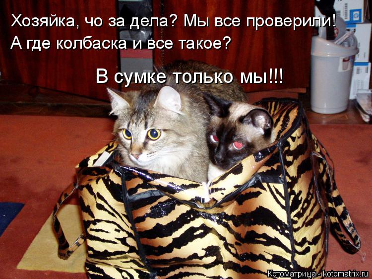 Котоматрица: Хозяйка, чо за дела? Мы все проверили! А где колбаска и все такое? В сумке только мы!!!