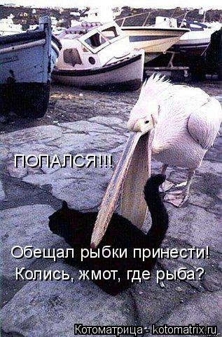 Котоматрица: Обещал рыбки принести! Колись, жмот, где рыба? ПОПАЛСЯ!!!