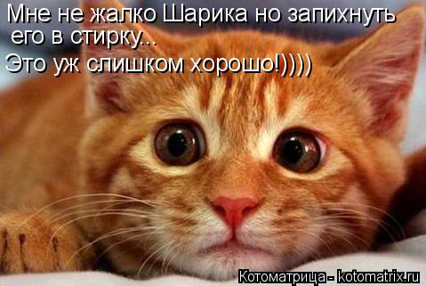 Котоматрица: Мне не жалко Шарика но запихнуть его в стирку... Это уж слишком хорошо!))))