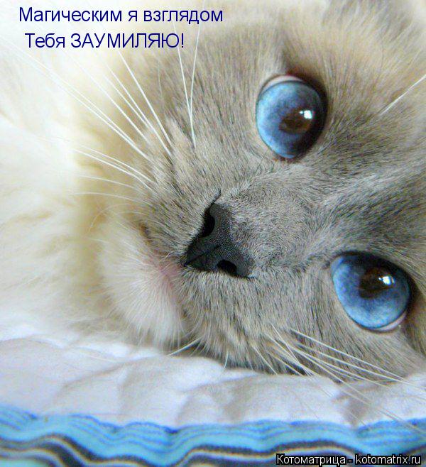 Магическим я взглядом Тебя ЗАУМИЛЯЮ!... Котоматрица: Магическим я взглядом Тебя ЗАУМИЛЯЮ!
