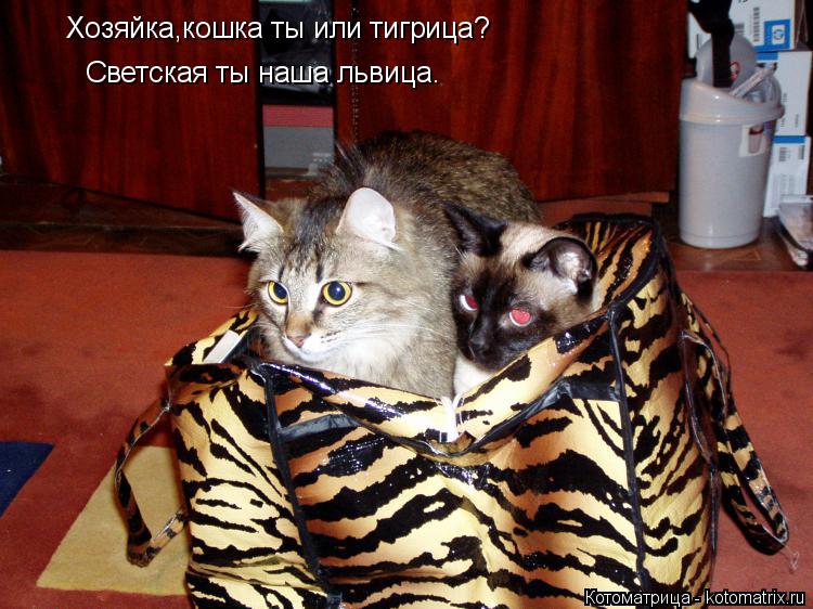 Котоматрица: Хозяйка,кошка ты или тигрица? Светская ты наша львица.