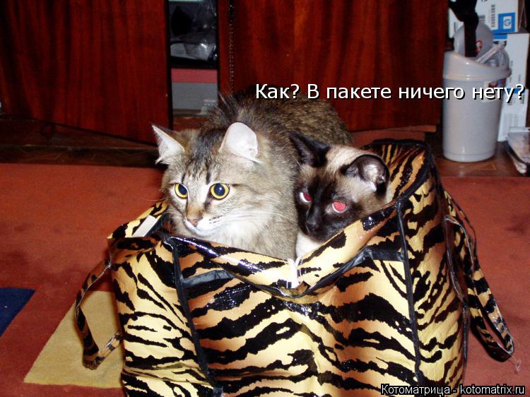 Котоматрица: Как? В пакете ничего нету? Как? В пакете ничего нету?