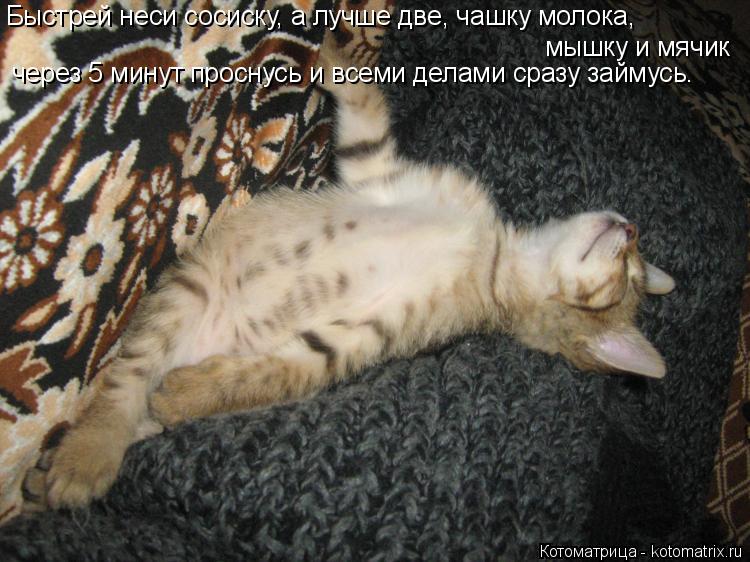 Котоматрица: Быстрей неси сосиску, а лучше две, чашку молока,  мышку и мячик через 5 минут проснусь и всеми делами сразу займусь.