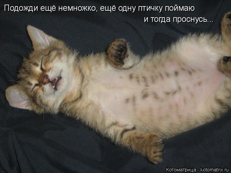 Котоматрица: Подожди ещё немножко, ещё одну птичку поймаю и тогда проснусь...