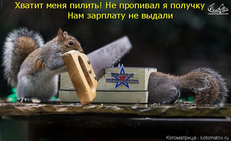 Нам зарплату не выдали Хватит меня пилить! Не пропивал я получку... Котоматрица: Нам зарплату не выдали Хватит меня пилить! Не пропивал я получку