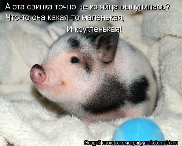 А эта свинка точно не из яйца вылупилась? Что-то она какая-то маленькая, И кругленькая!... Котоматрица: А эта свинка точно не из яйца вылупилась? Что-то она какая-то маленькая, И кругленькая!