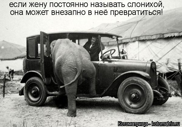 Котоматрица: если жену постоянно называть слонихой, она может внезапно в неё превратиться!