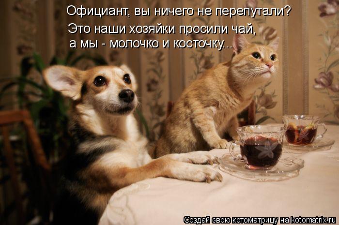 Официант, вы ничего не перепутали? Это наши хозяйки просили чай, а мы - молочко и косточку...... Котоматрица: Официант, вы ничего не перепутали? Это наши хозяйки просили чай, а мы - молочко и косточку...
