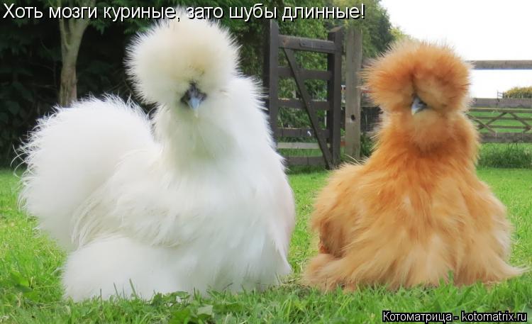 Хоть мозги куриные, зато шубы длинные!... Котоматрица: Хоть мозги куриные, зато шубы длинные!