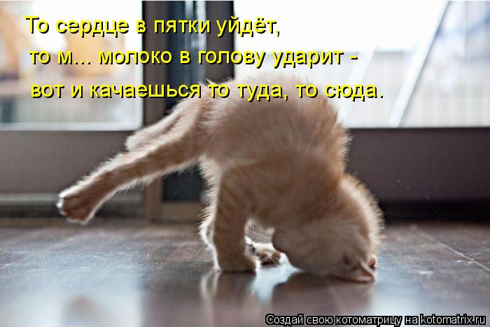 То сердце в пятки уйдёт, то м... молоко в голову ударит - вот и качаешься то туда, то сюда.... Котоматрица: То сердце в пятки уйдёт, то м... молоко в голову ударит - вот и качаешься то туда, то сюда.