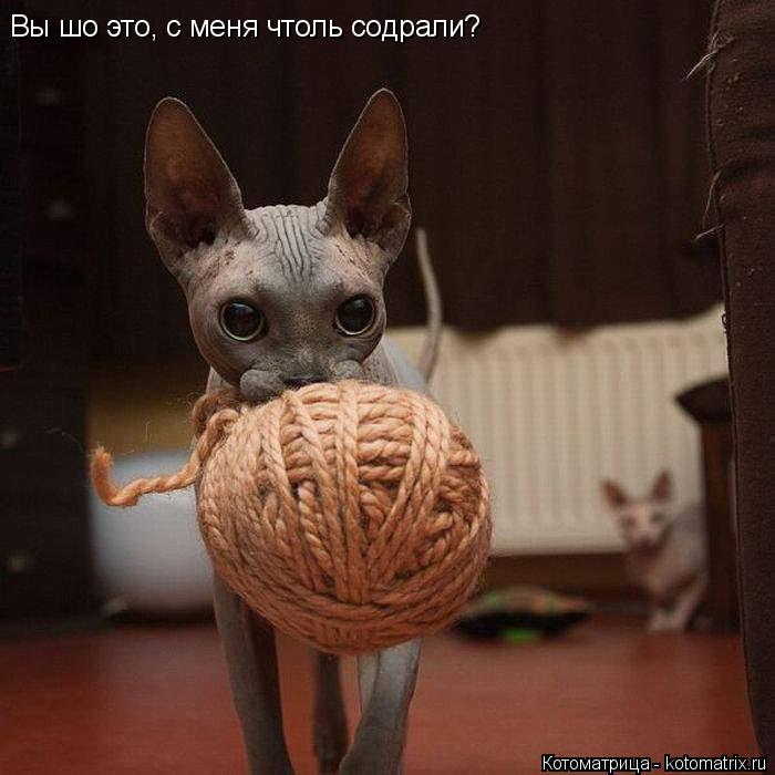 Котоматрица: Вы шо это, с меня чтоль содрали?