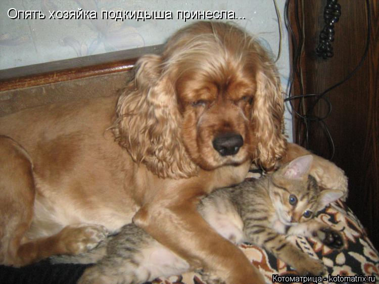 Котоматрица: Опять хозяйка подкидыша принесла...